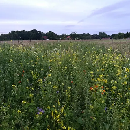 Neu! Ostfriesenruhe *